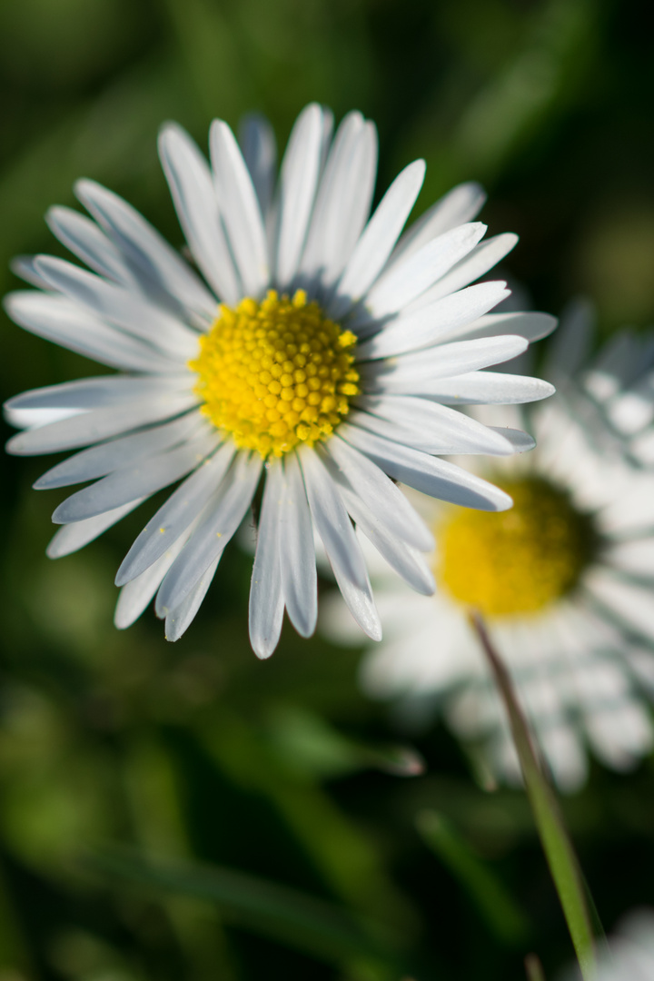 Gänseblümchen