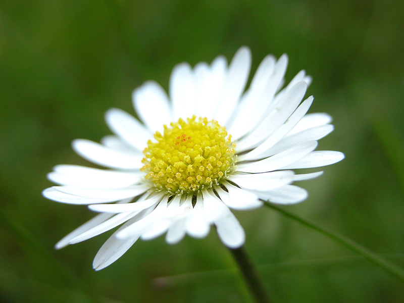 Gänseblümchen