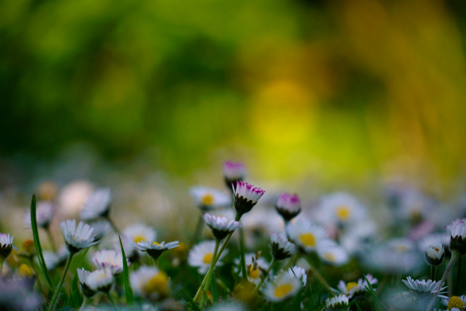 Gänseblümchen 