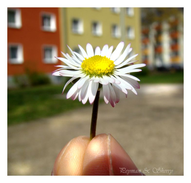 Gänseblümchen