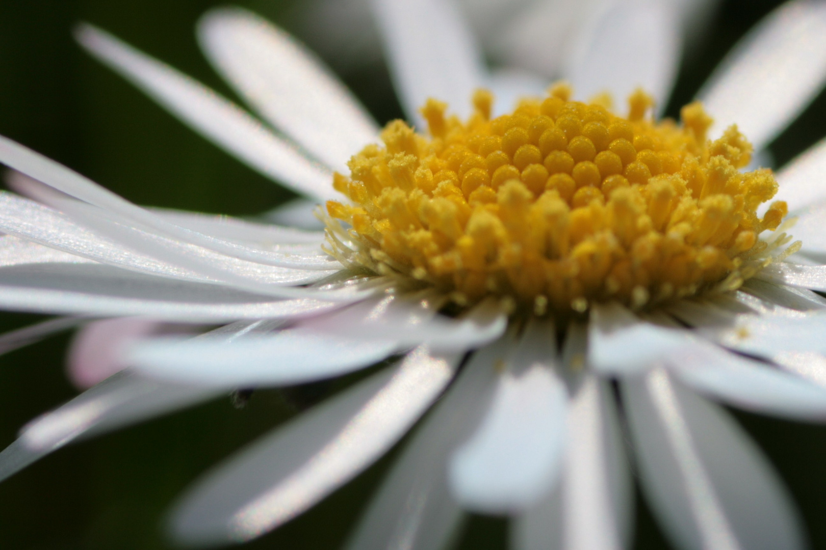 Gänseblümchen