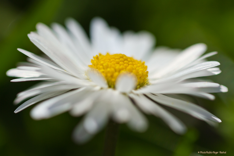 Gänseblümchen