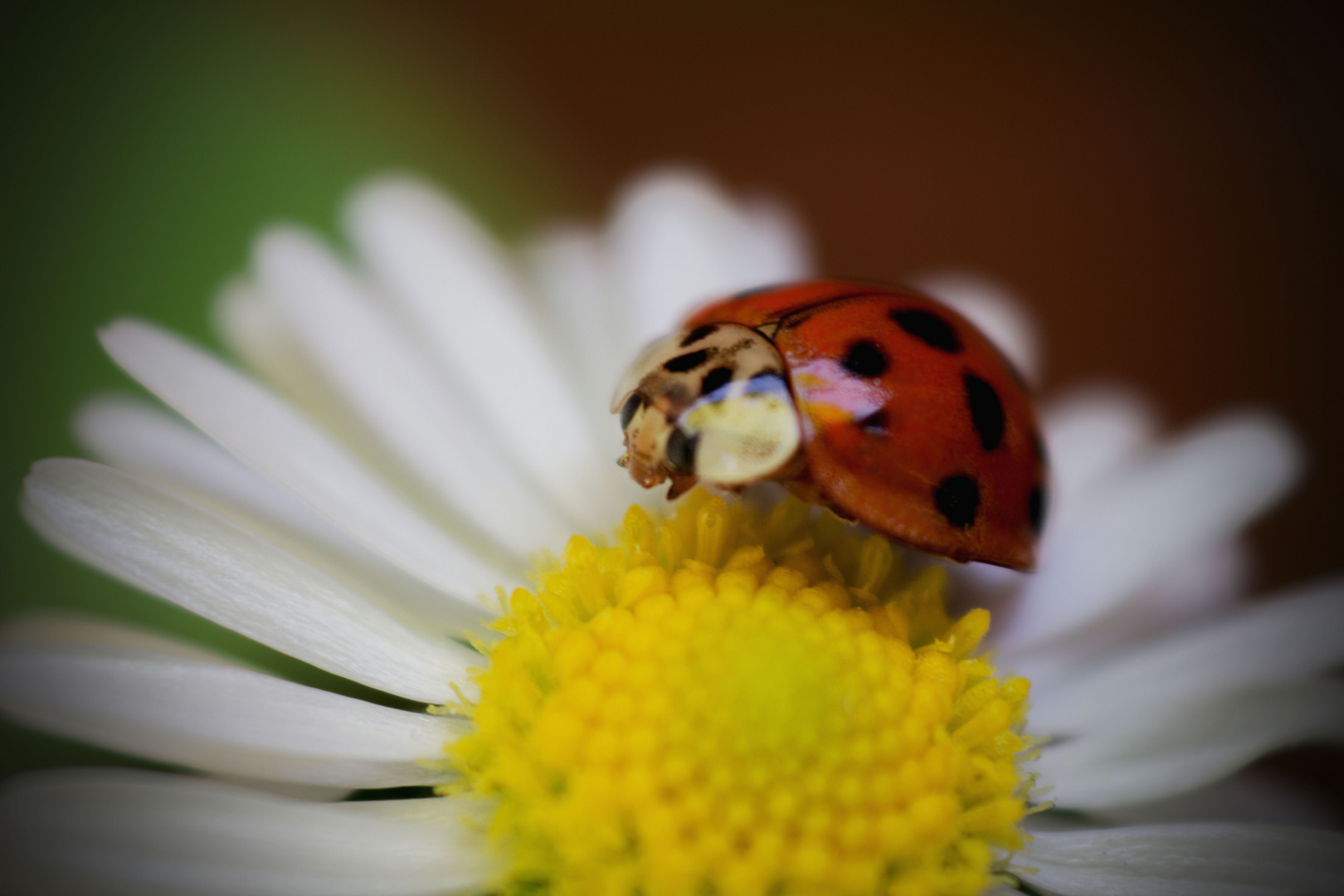 Gänseblümchen