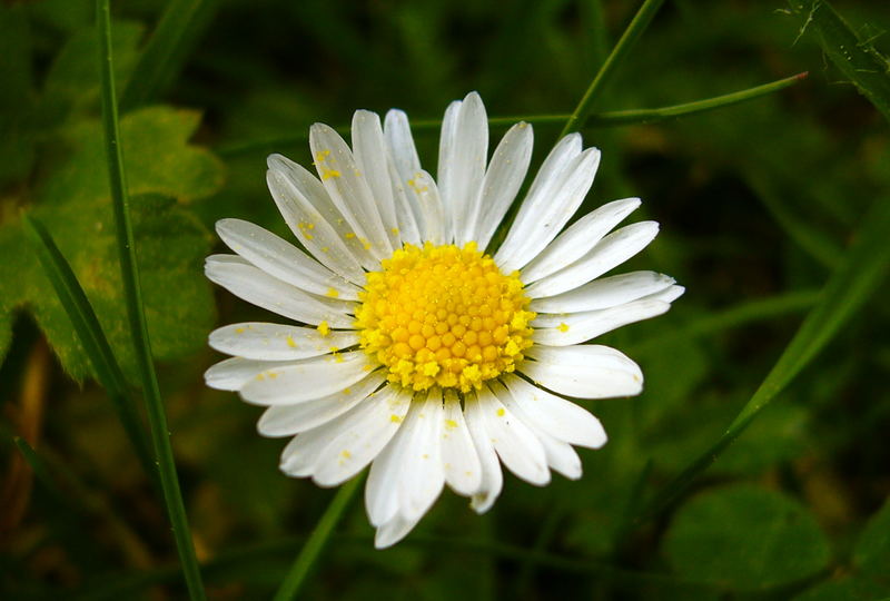 Gänseblümchen