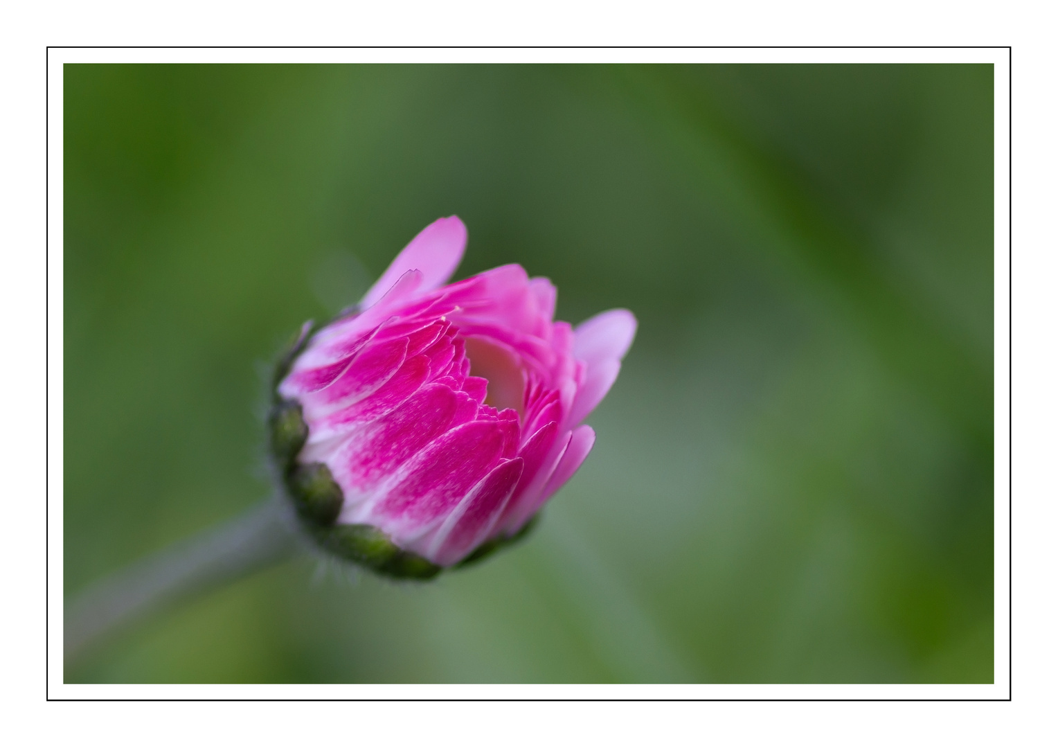 Gänseblümchen