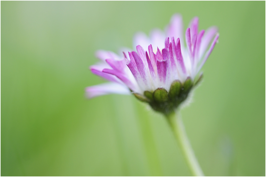 Gänseblümchen