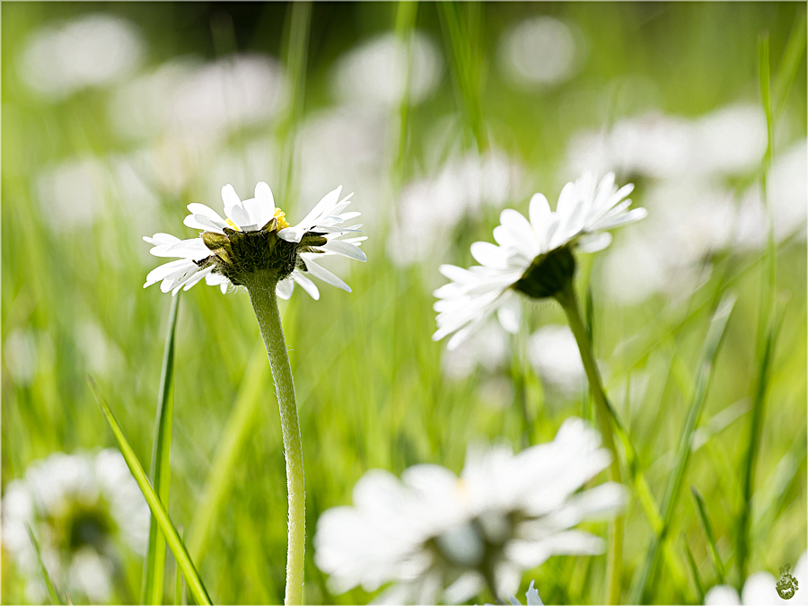 Gänseblümchen