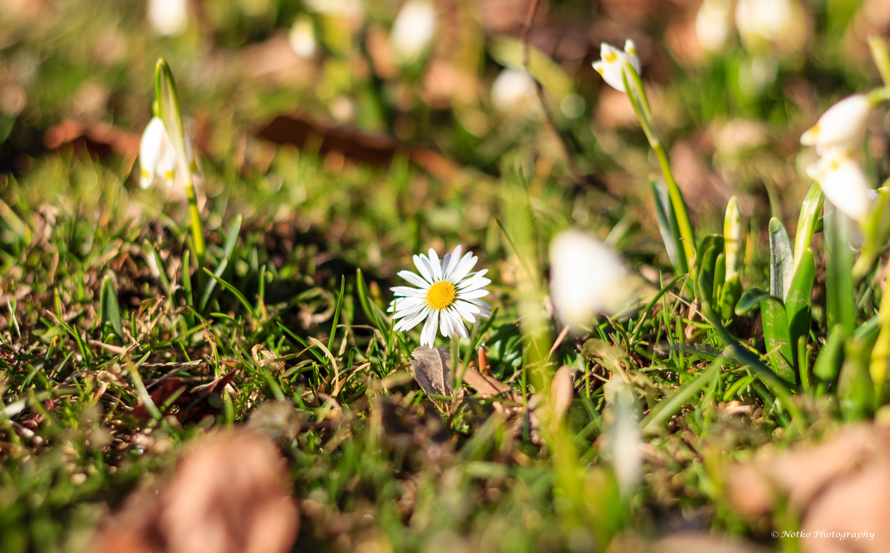 Gänseblümchen