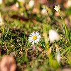 Gänseblümchen