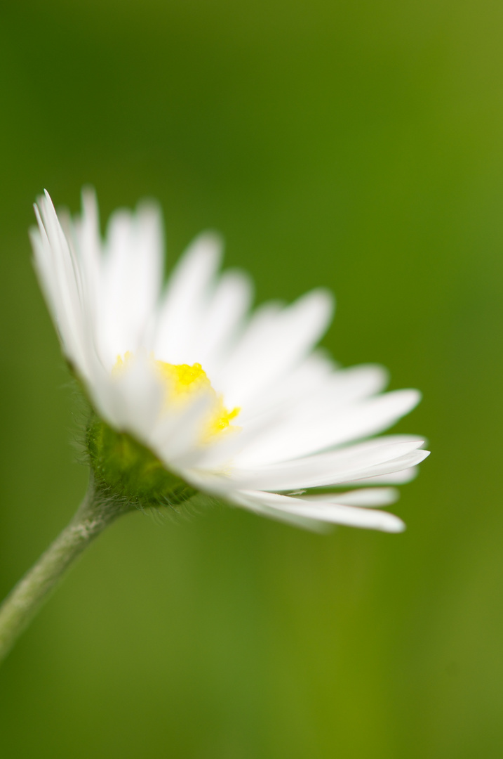 Gänseblümchen