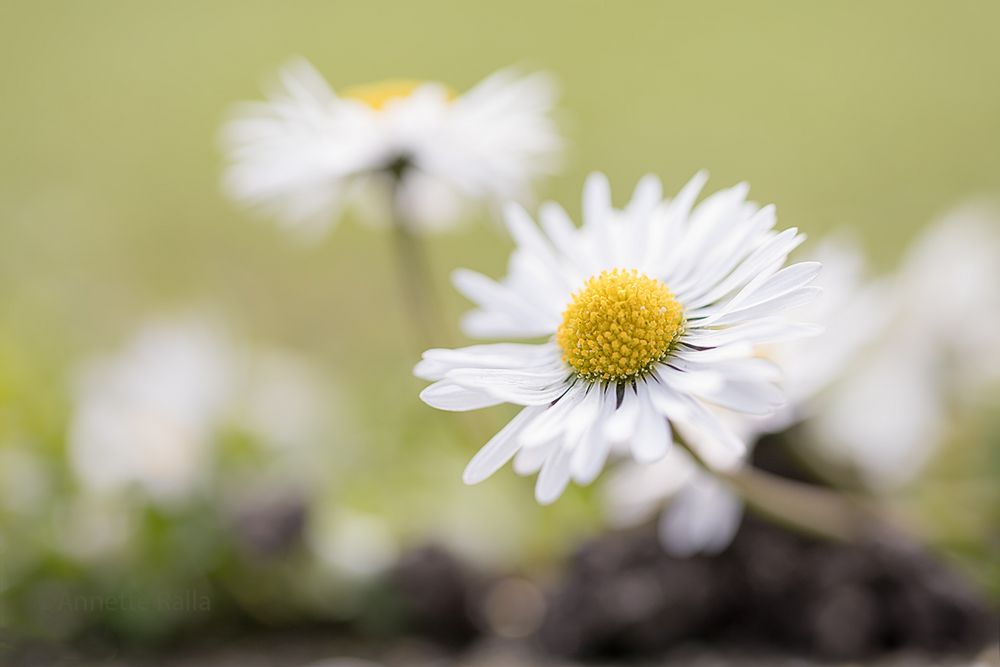 Gänseblümchen