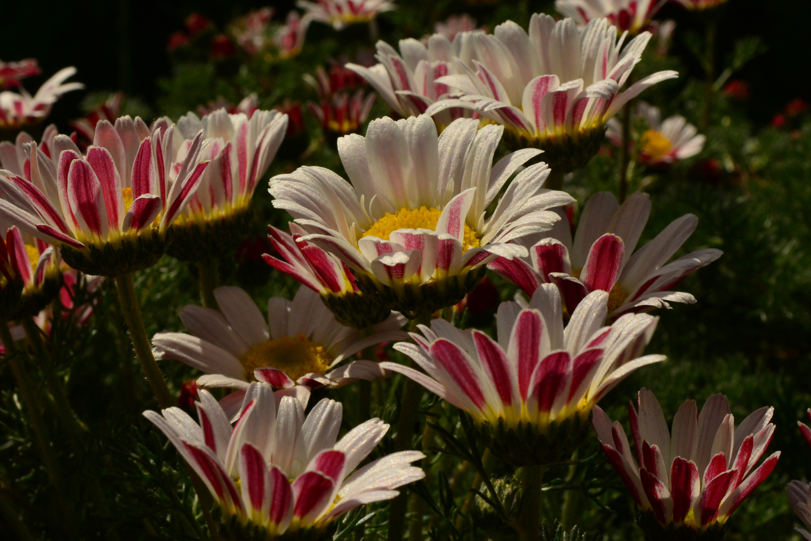 Gänseblümchen