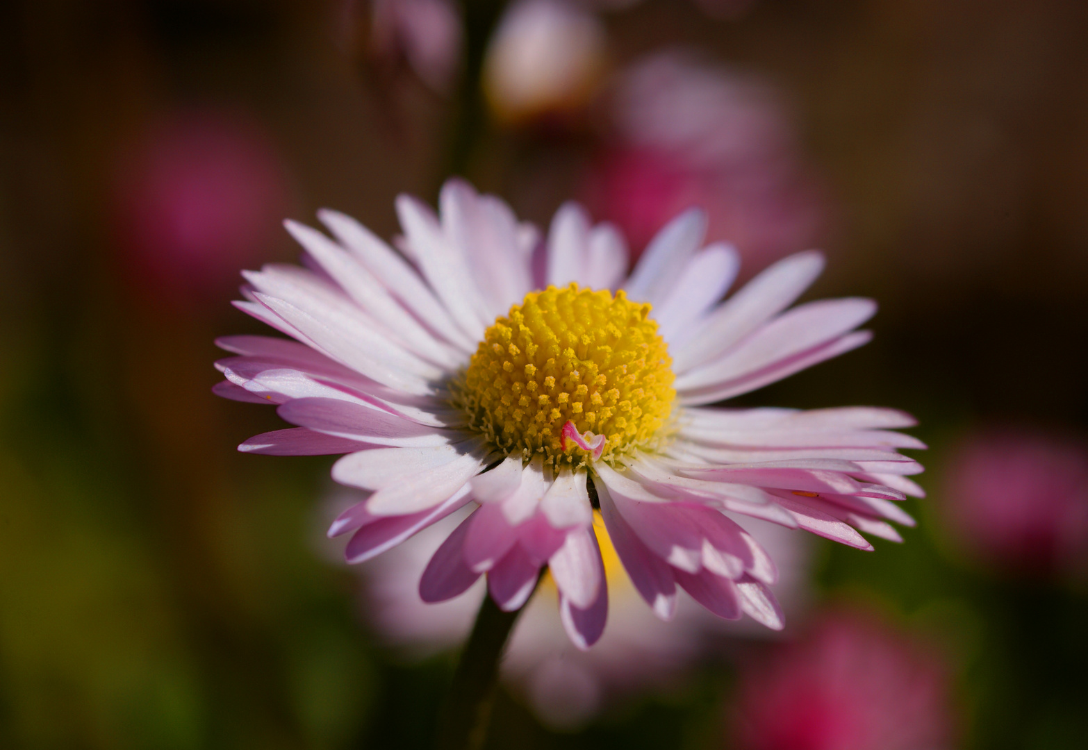 Gänseblümchen