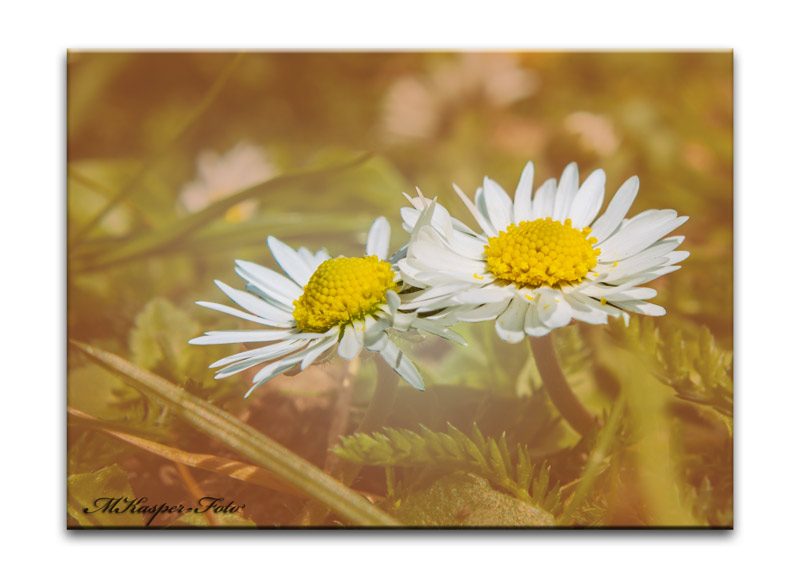 Gänseblümchen