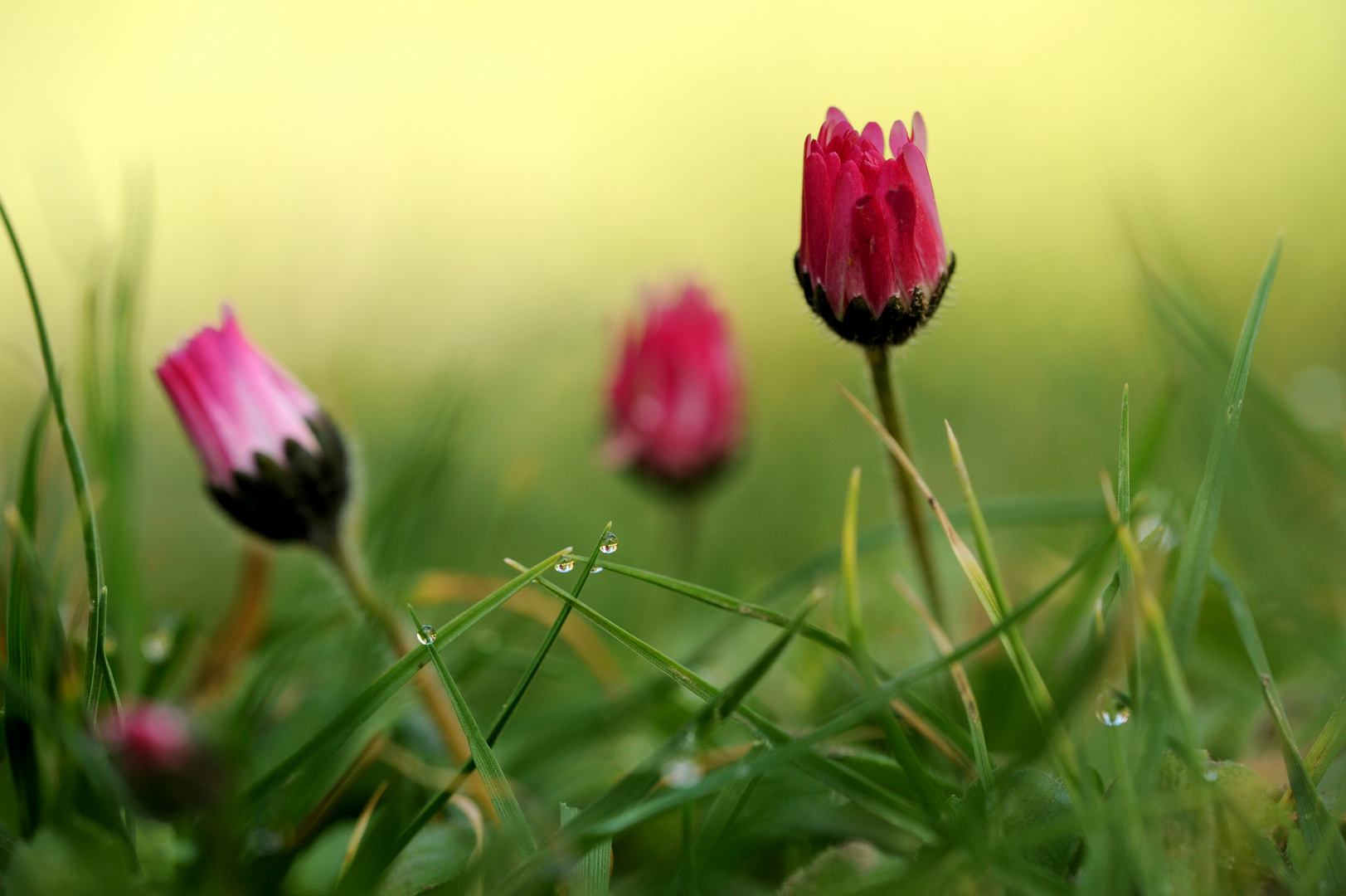 Gänseblümchen