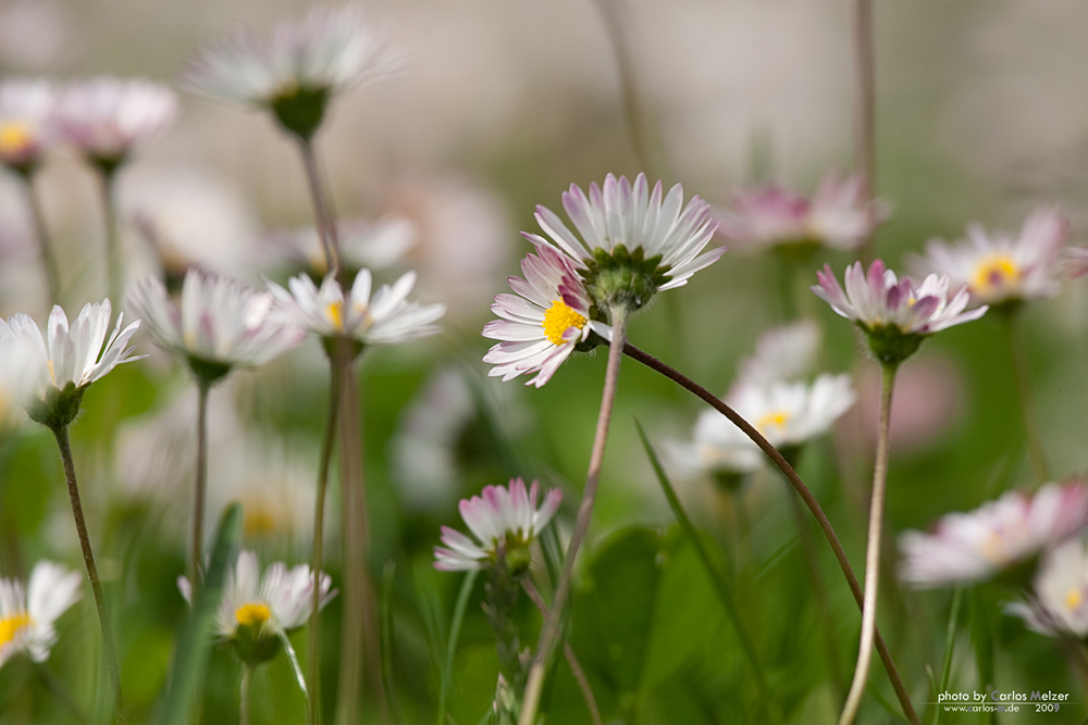 Gänseblümchen