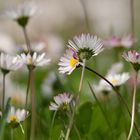 Gänseblümchen