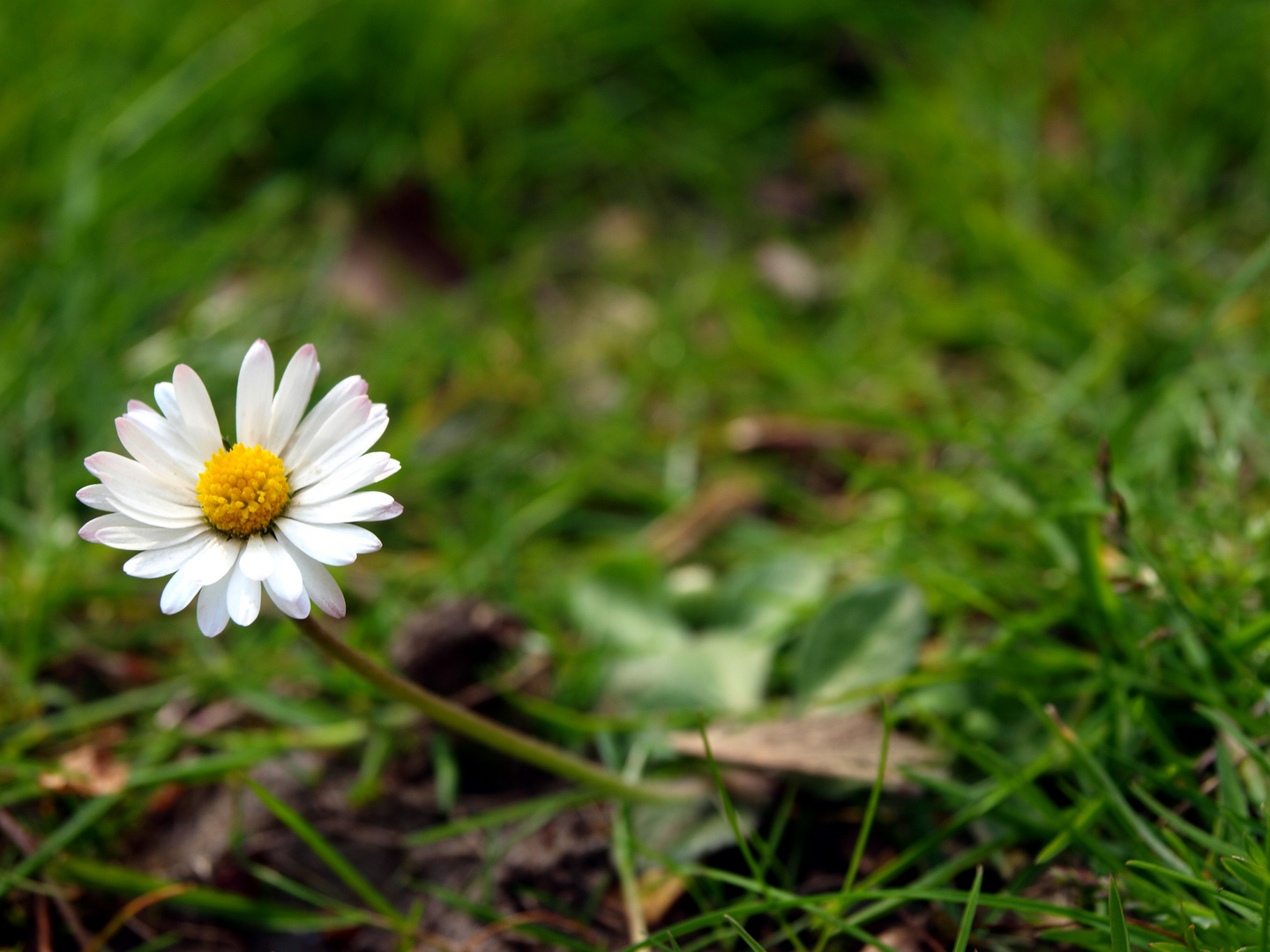 gänseblümchen