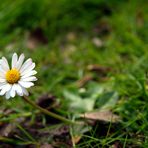 gänseblümchen