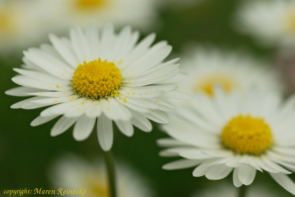 Gänseblümchen