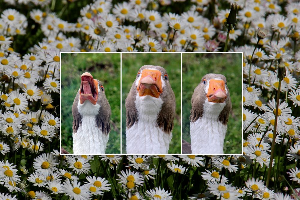 Gänseblümchen