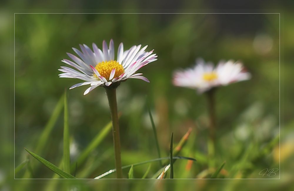 Gänseblümchen