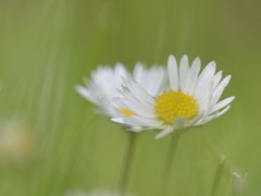 Gänseblümchen