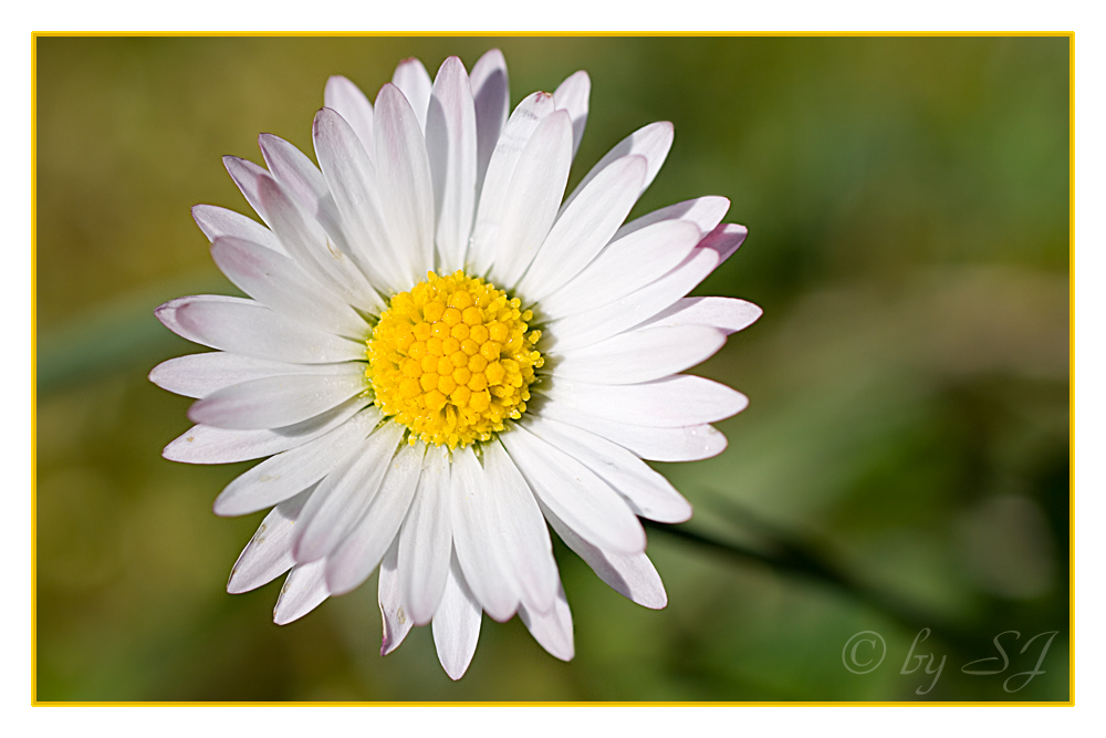 ***Gänseblümchen***