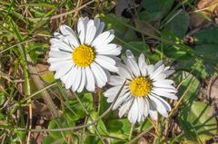 Gänseblümchen