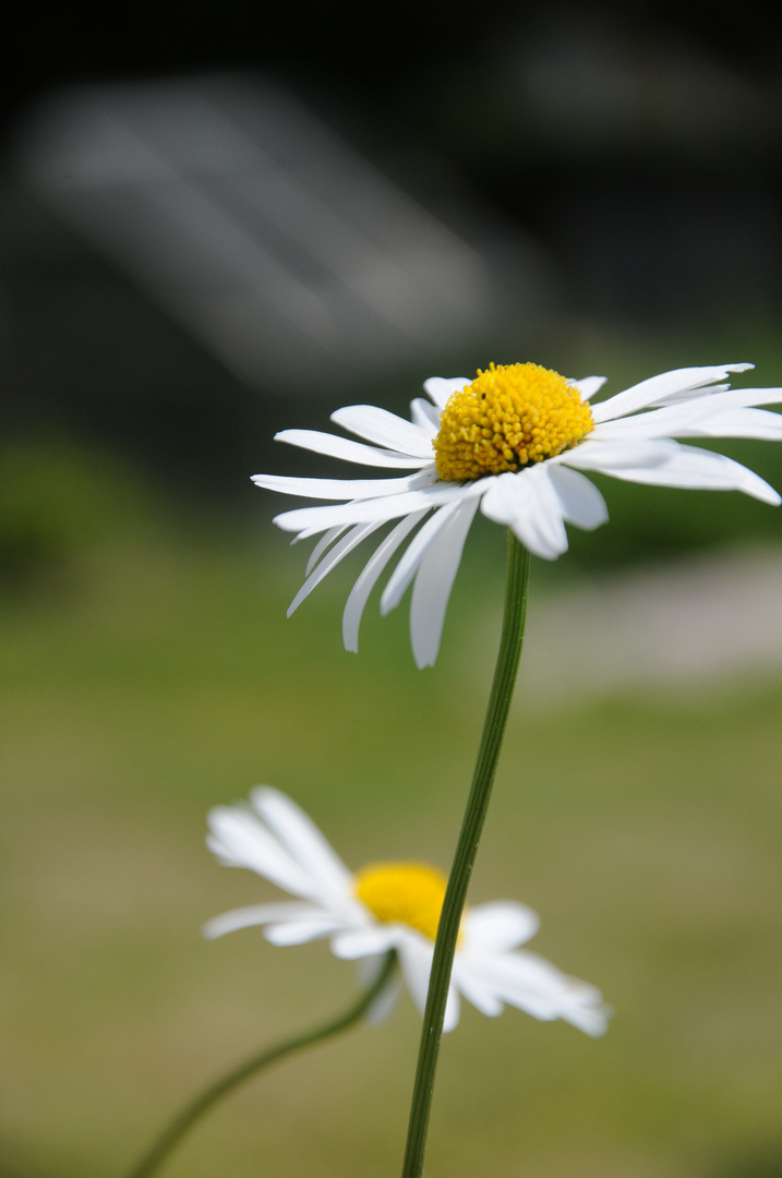 Gänseblümchen