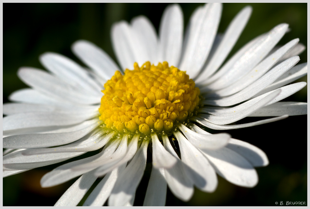 Gänseblümchen