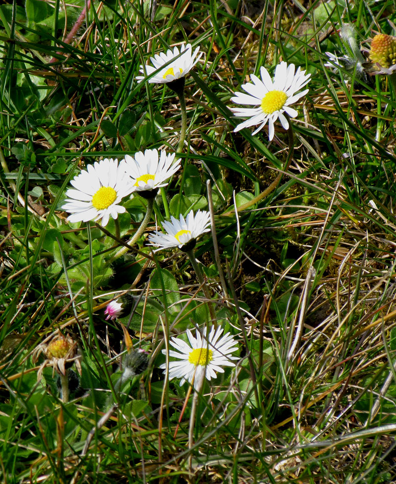 Gänseblümchen