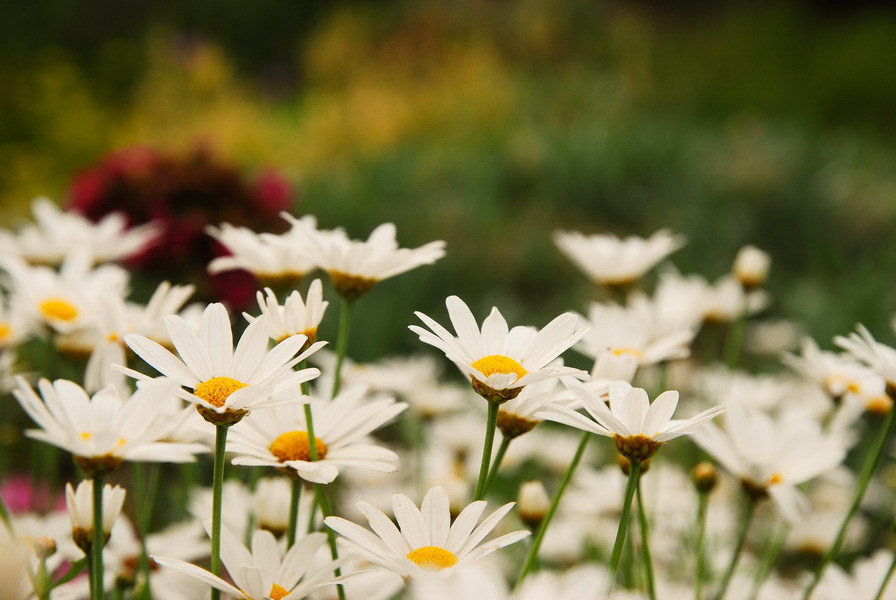 Gänseblümchen