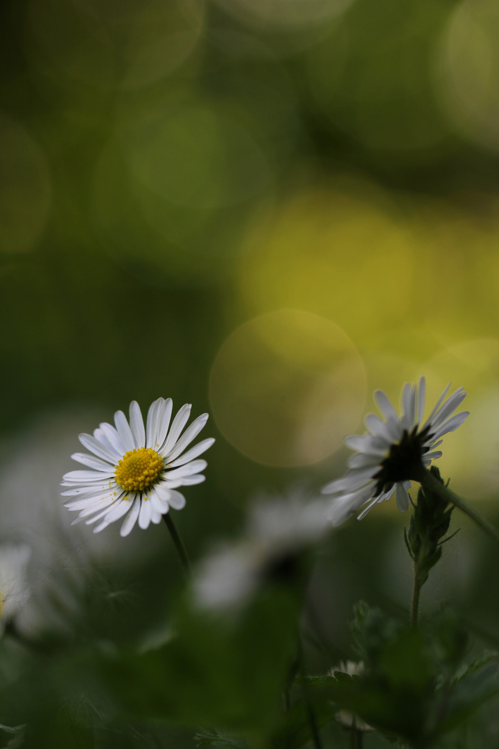 Gänseblümchen