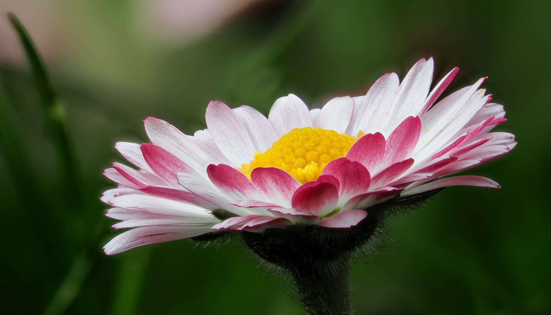 " Gänseblümchen "