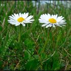 Gänseblümchen