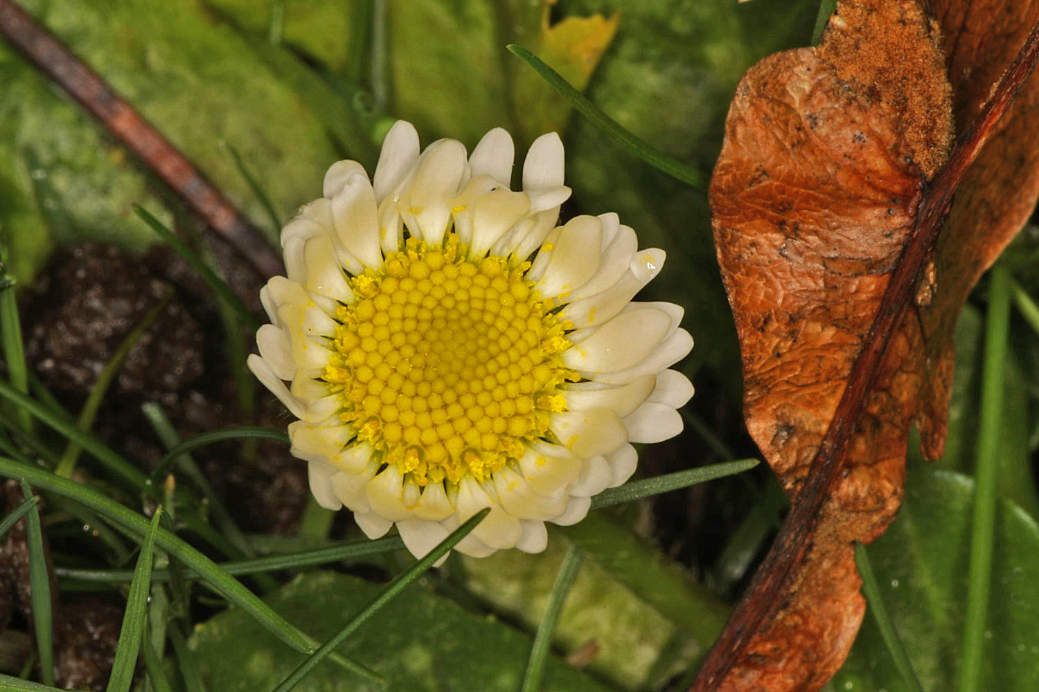 Gänseblümchen Foto &amp; Bild | blumen, blüten, natur, blume Bilder auf ...