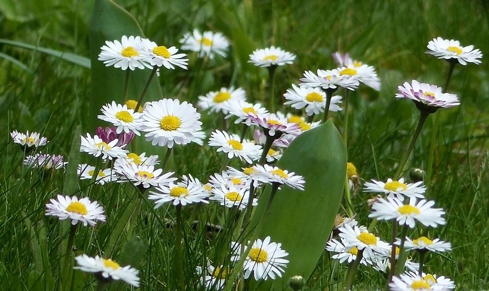 Gänseblümchen... 