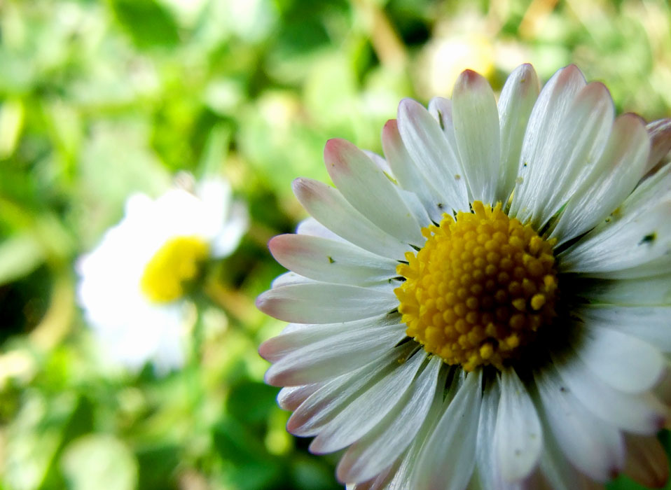 Gänseblümchen