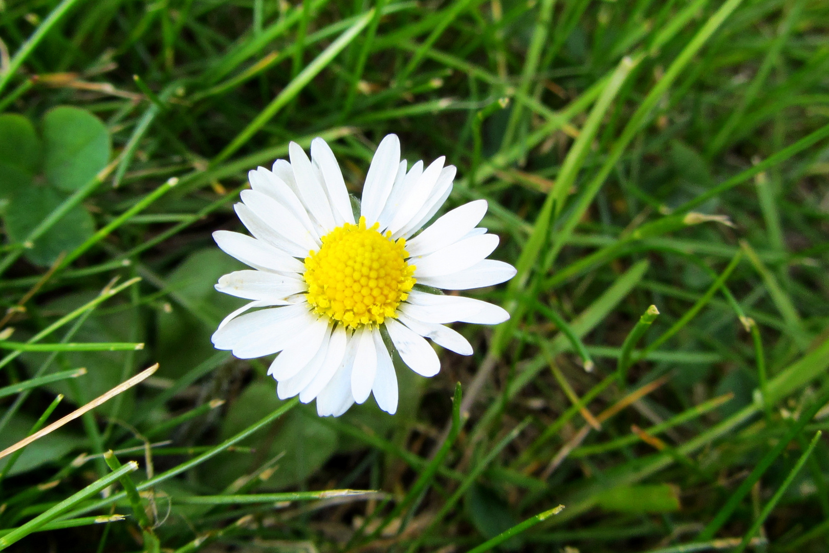 Gänseblümchen