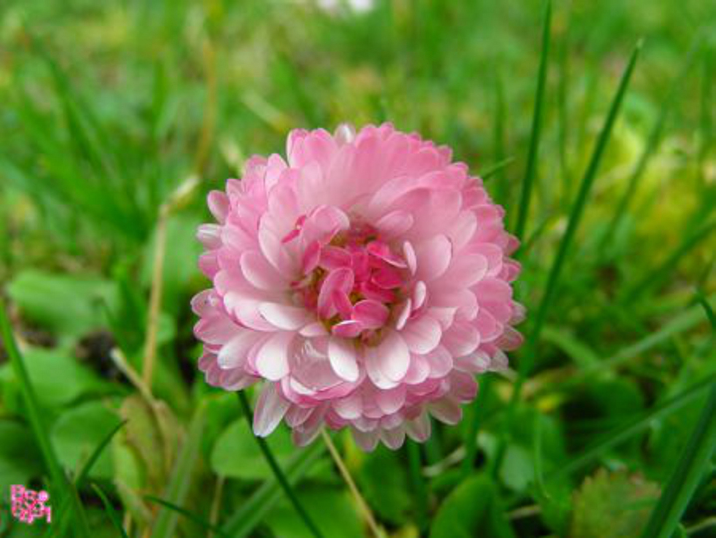 Gänseblümchen