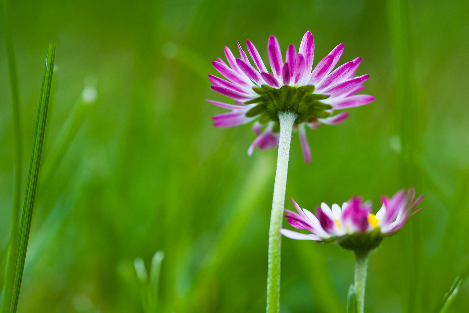 Gänseblümchen