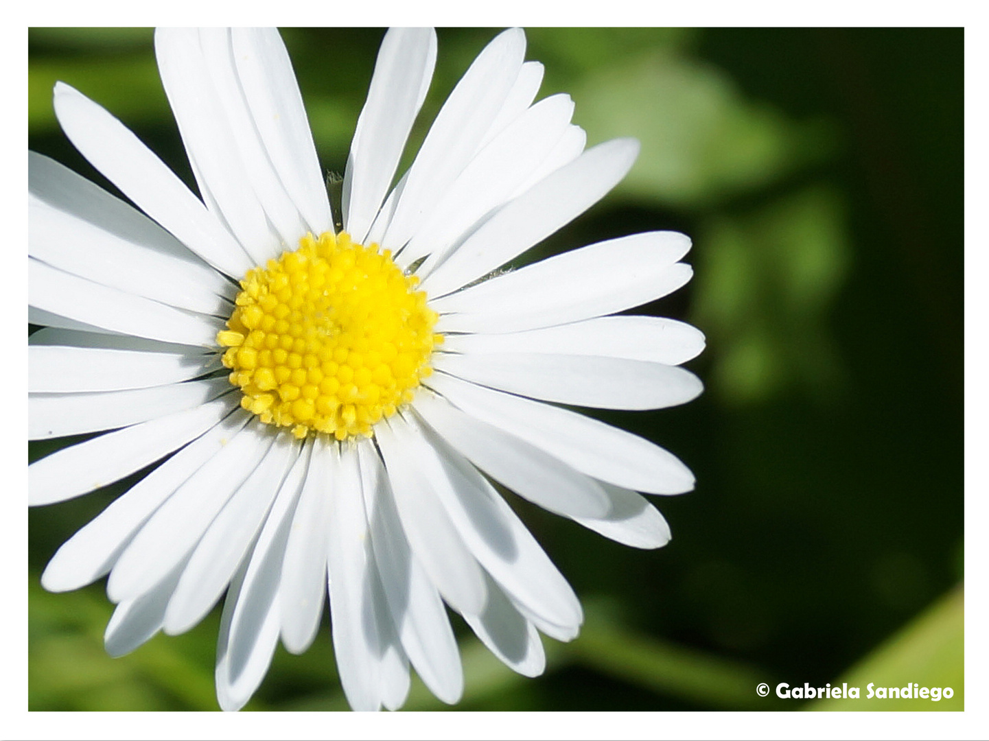 Gänseblümchen