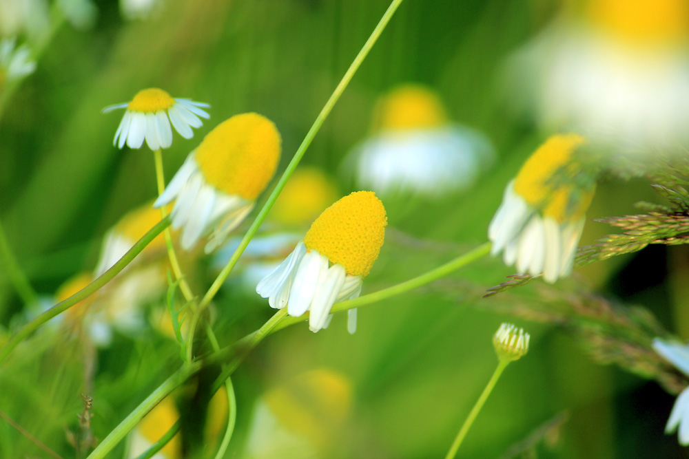 Gänseblümchen