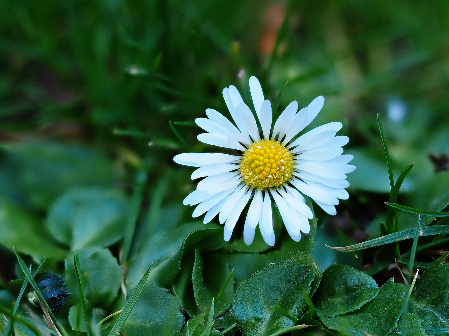 Gänseblümchen