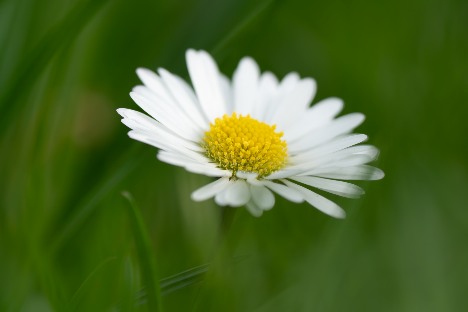 Gänseblümchen