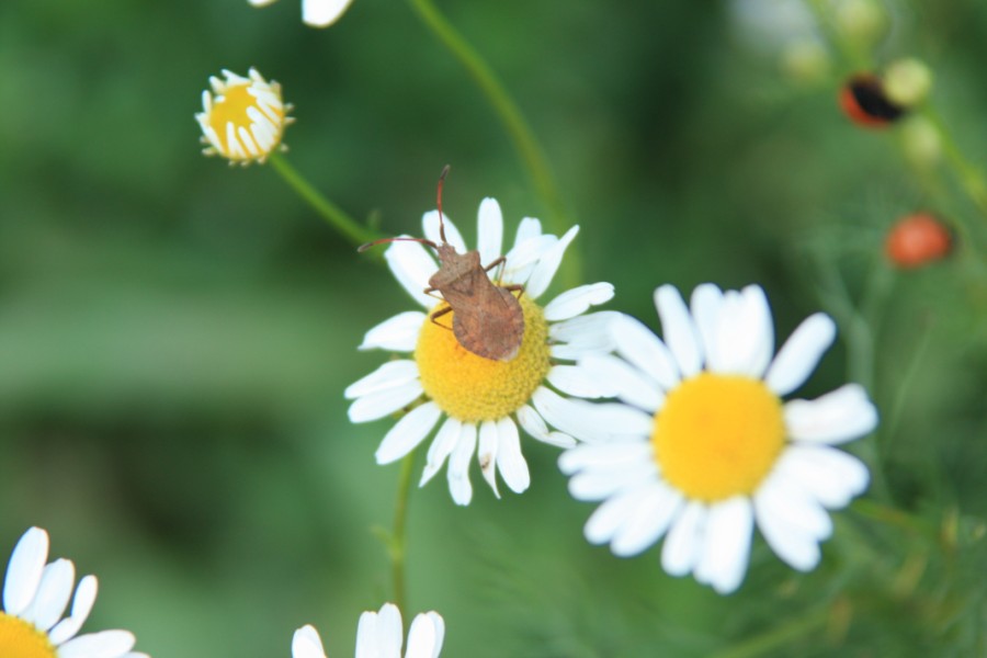 Gänseblümchen