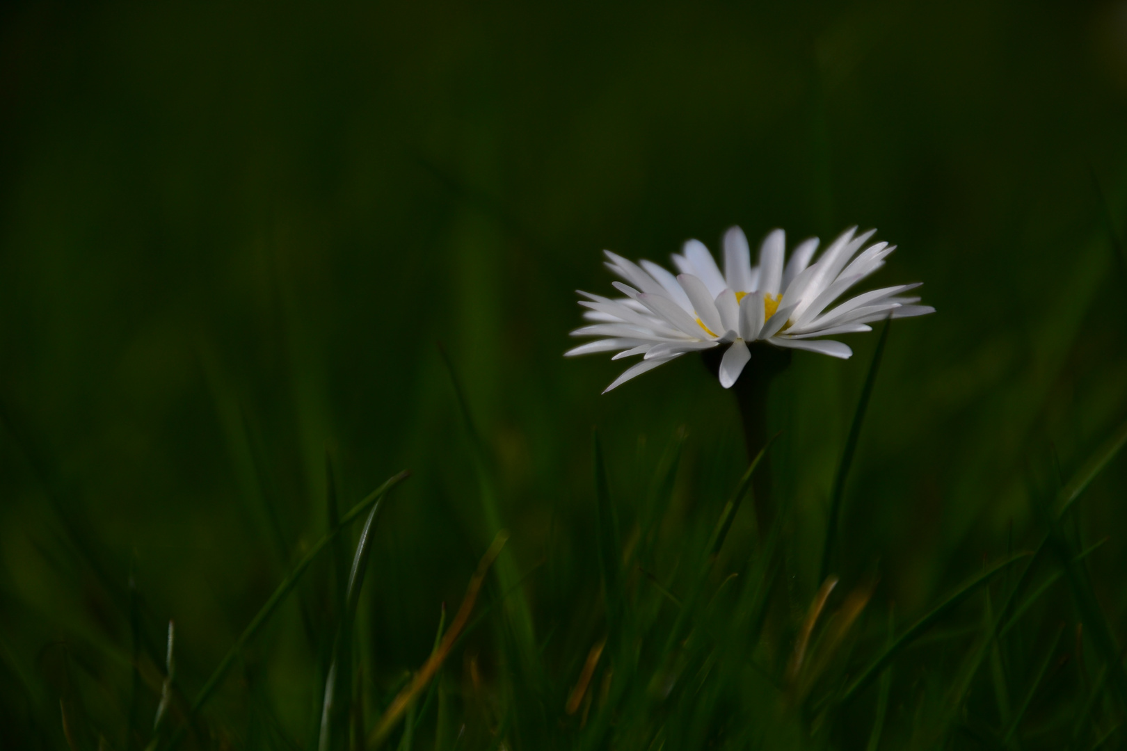 Gänseblümchen