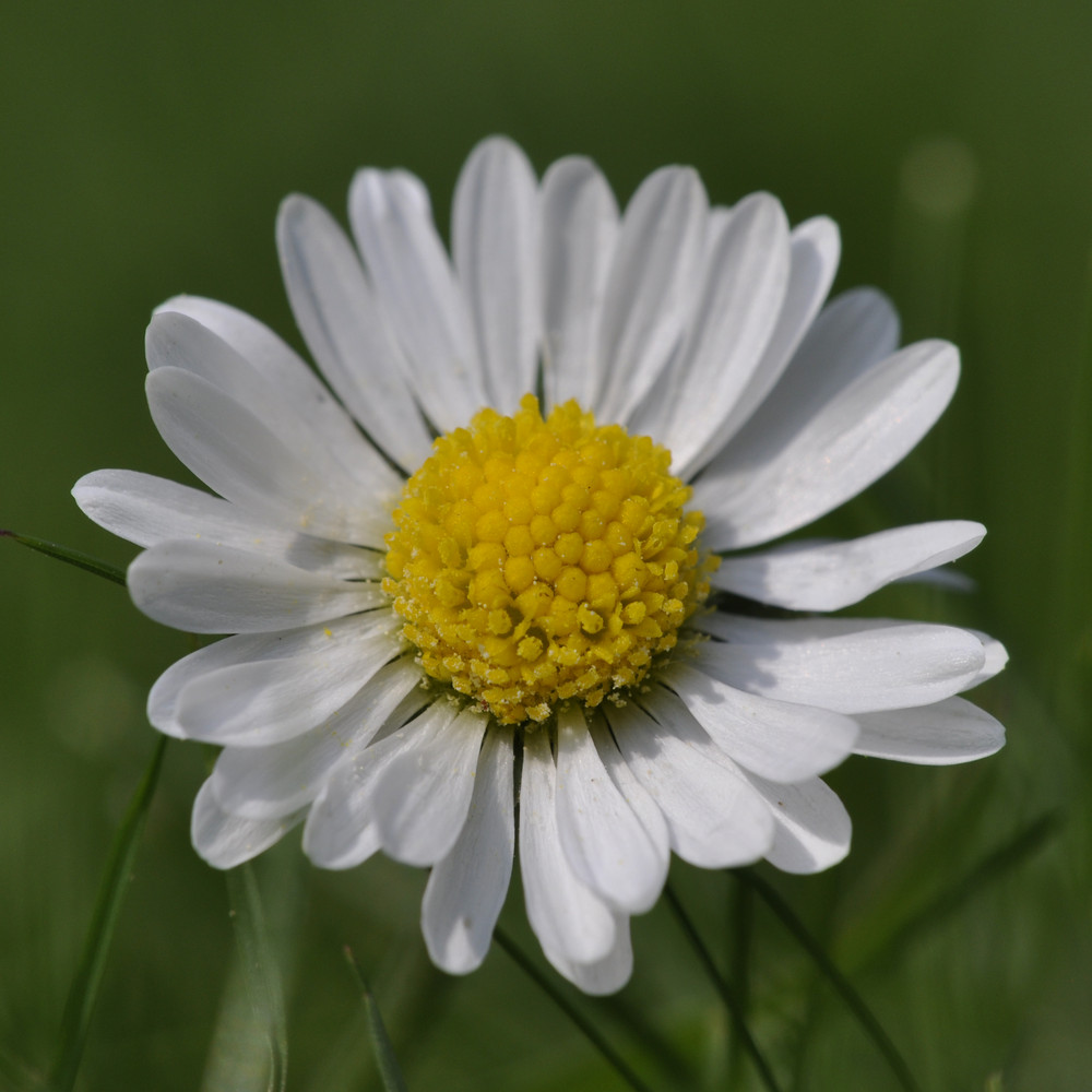 Gänseblümchen