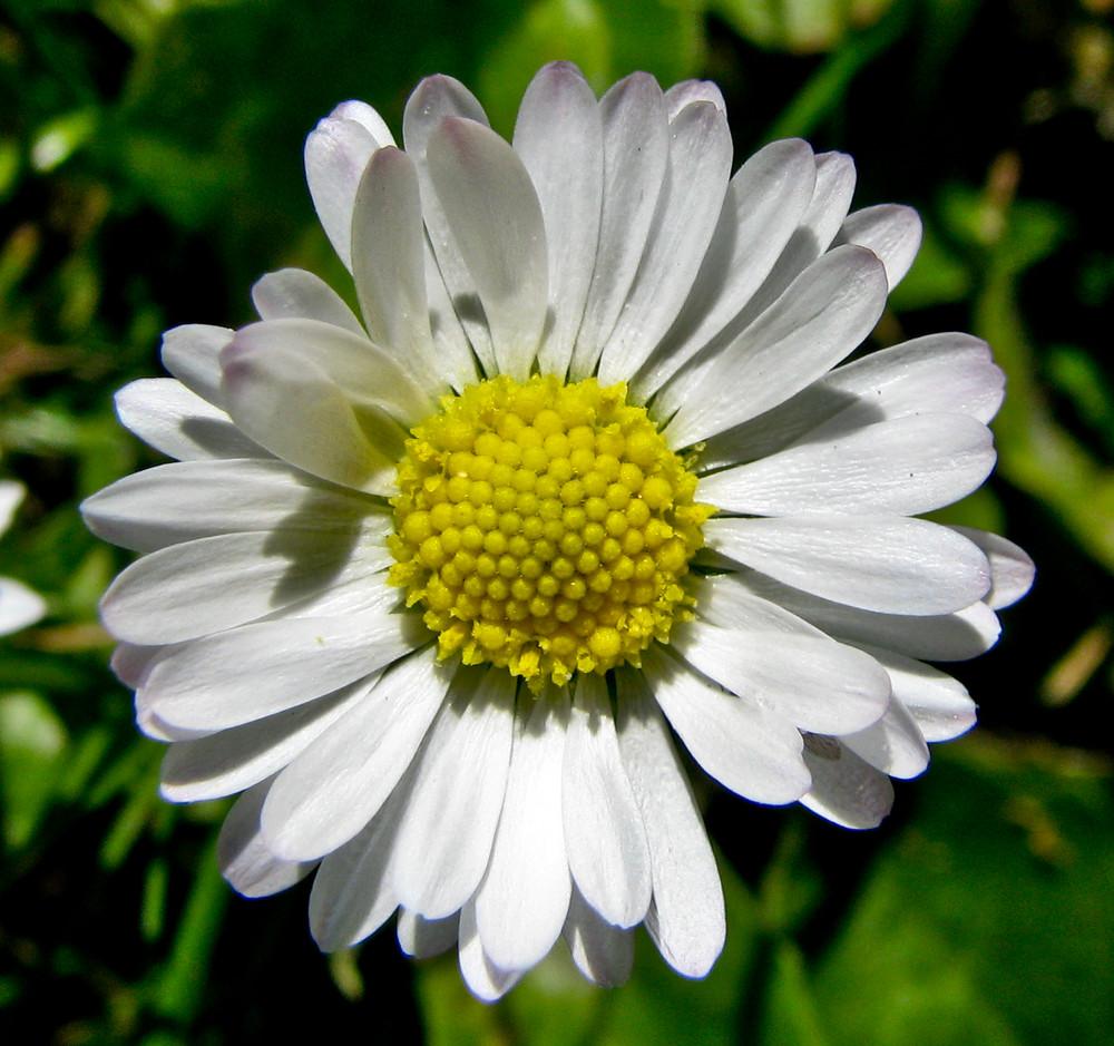 Gänseblümchen